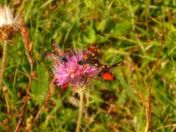 2013-08-25_Risserkogel (021).JPG